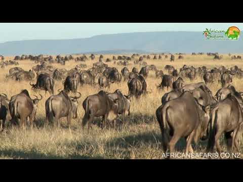 Migration