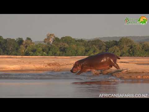 Hippo running