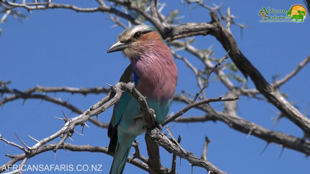 Lilac-Breasted Roller Lilac-Breasted Roller