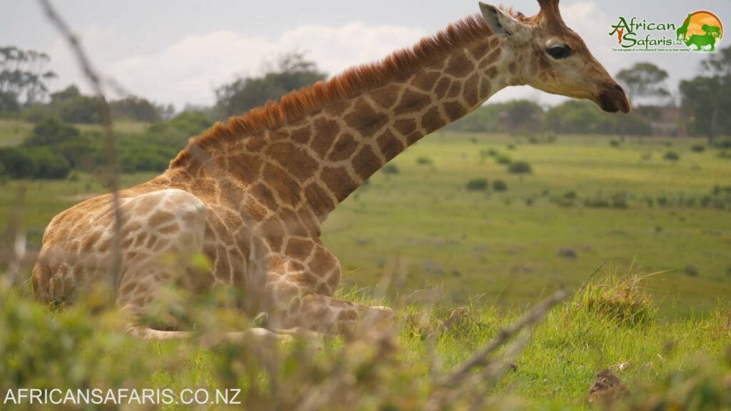 Did you know?  Giraffes occasionally sit or lie down, but not for long.