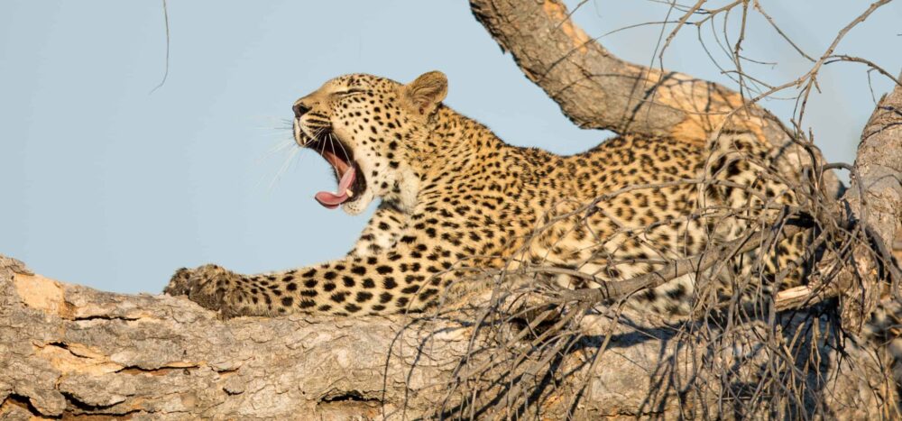 Leopard - Botswana Safaris and Tours