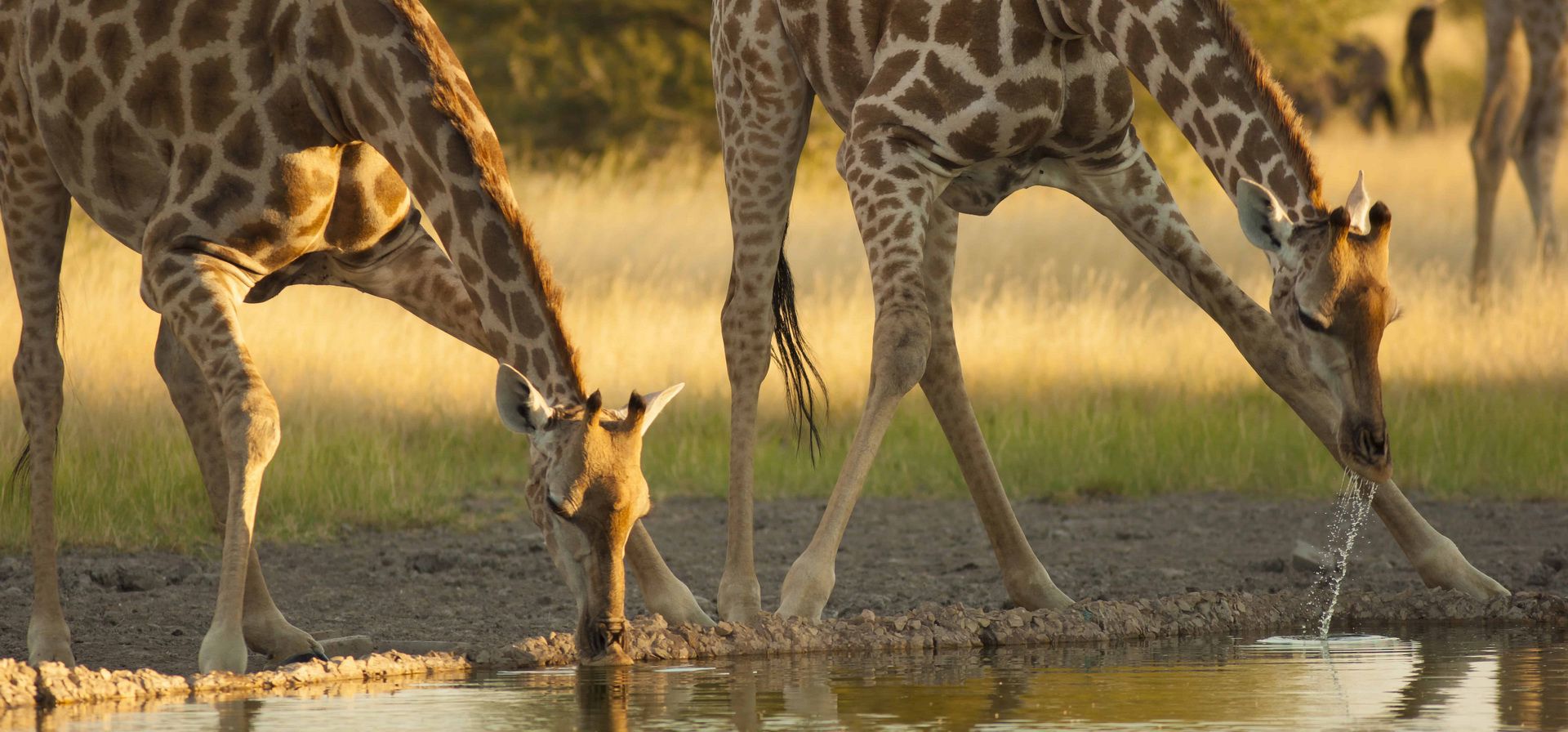 Zambia Safaris and Tours