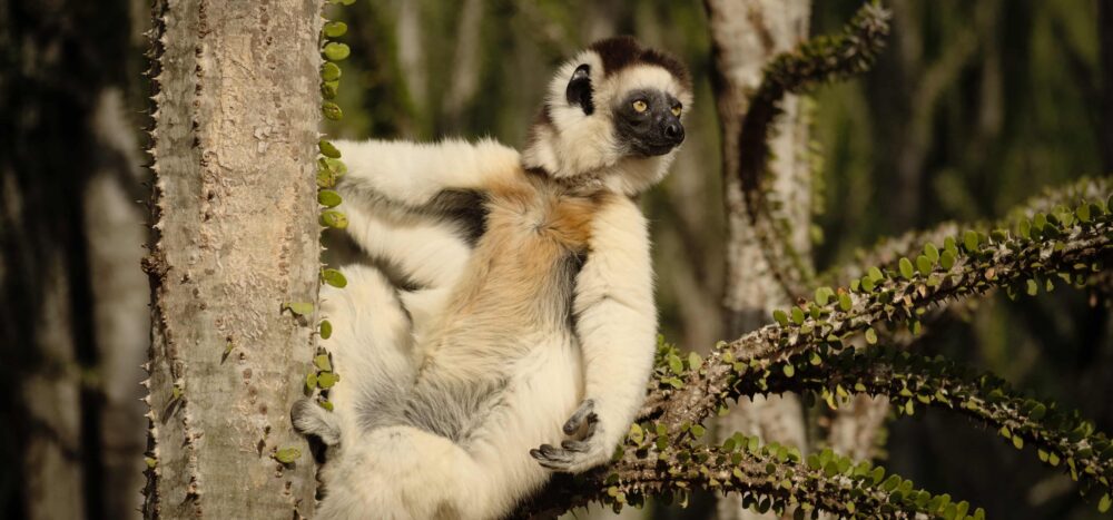 Madagascar Tours and Travel