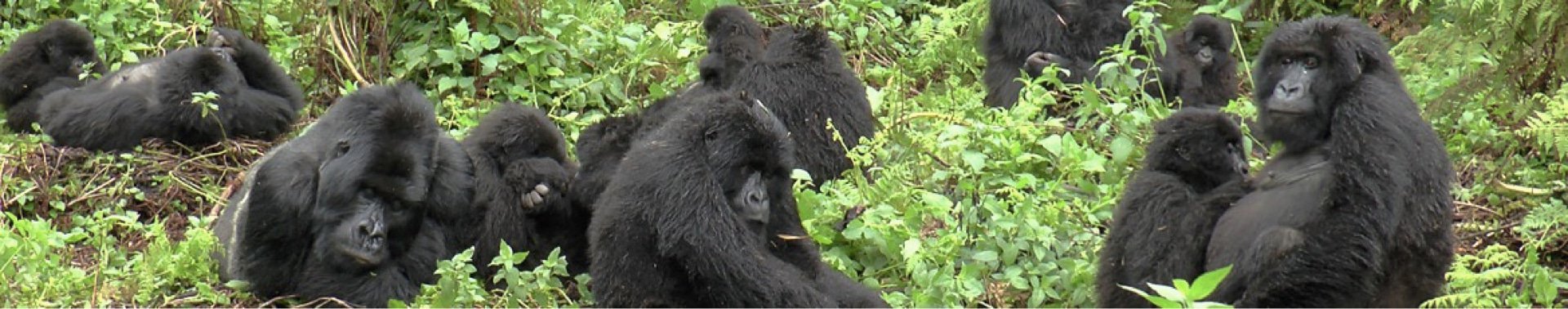 Gorilla Trekking