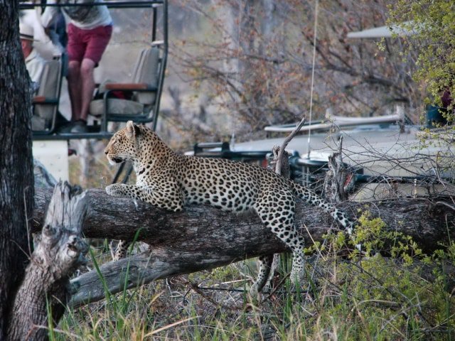 9-day Botswana Baobabs and Okavango Delta