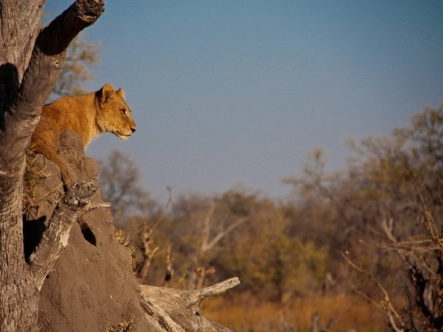 9-day Botswana Baobabs and Okavango Delta