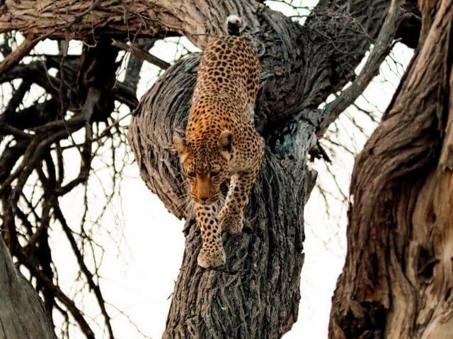 9-day Botswana Baobabs and Okavango Delta