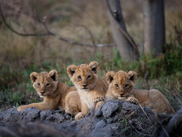 9-day Botswana Baobabs and Okavango Delta
