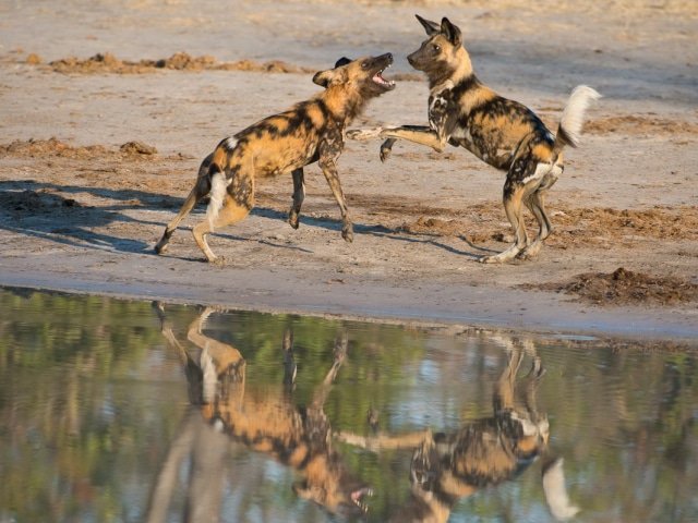 9-day Botswana Baobabs and Okavango Delta