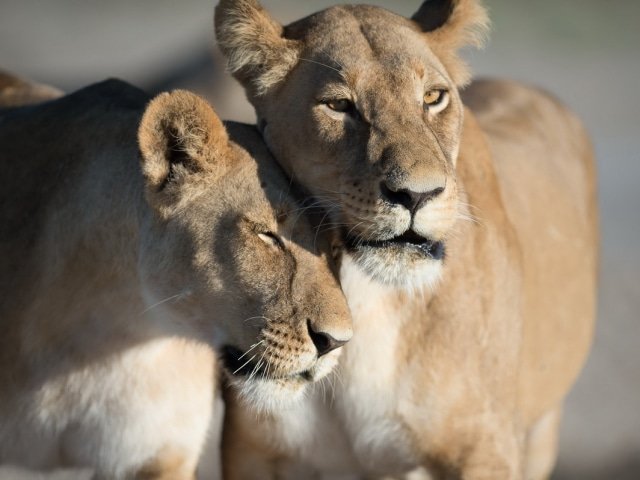 9-day Botswana Baobabs and Okavango Delta