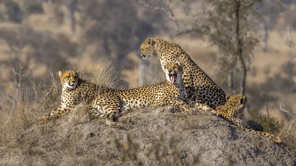 Collective Nouns for African Wildlife