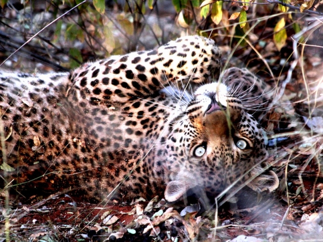 Okonjima_Luxury_Bush_Camp