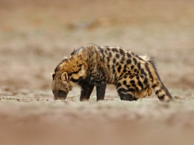African Civet African Civet