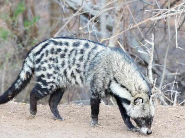 African Civet African Civet