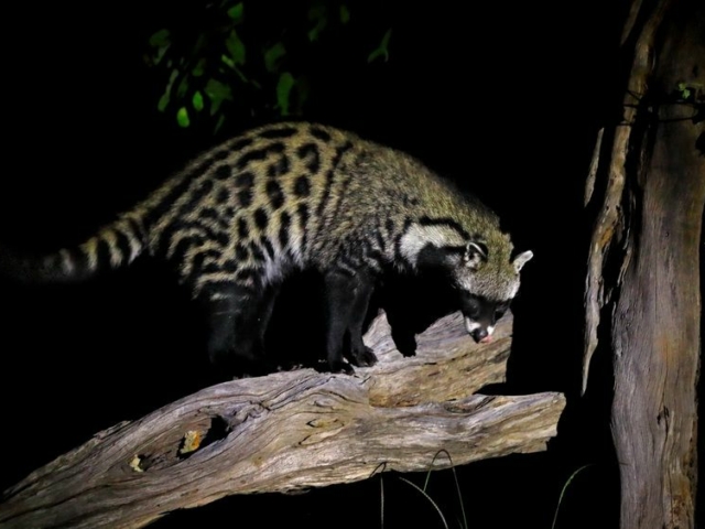 African Civet African Civet