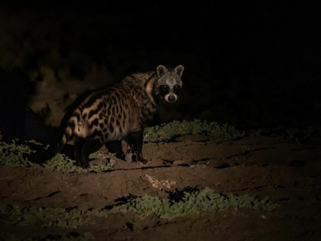 African Civet African Civet