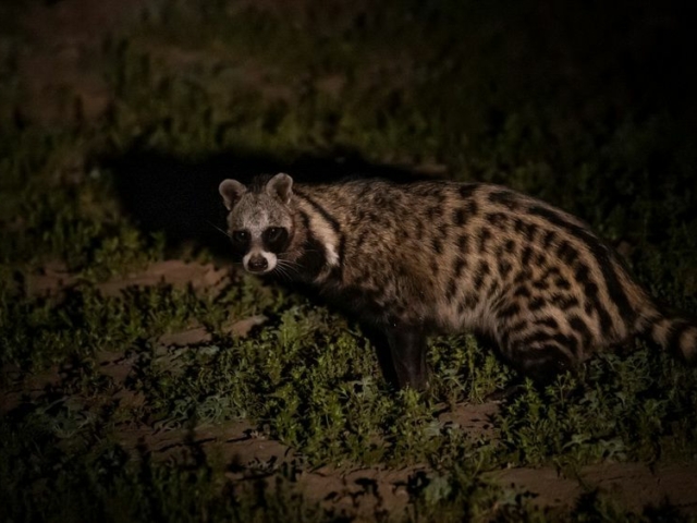 African Civet African Civet