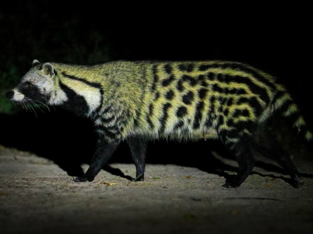 African Civet African Civet
