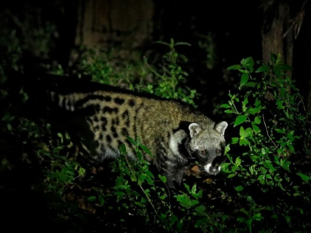 African Civet African Civet
