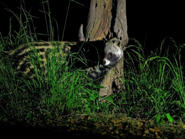 African Civet African Civet