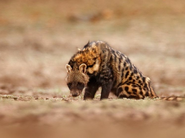 African Civet African Civet