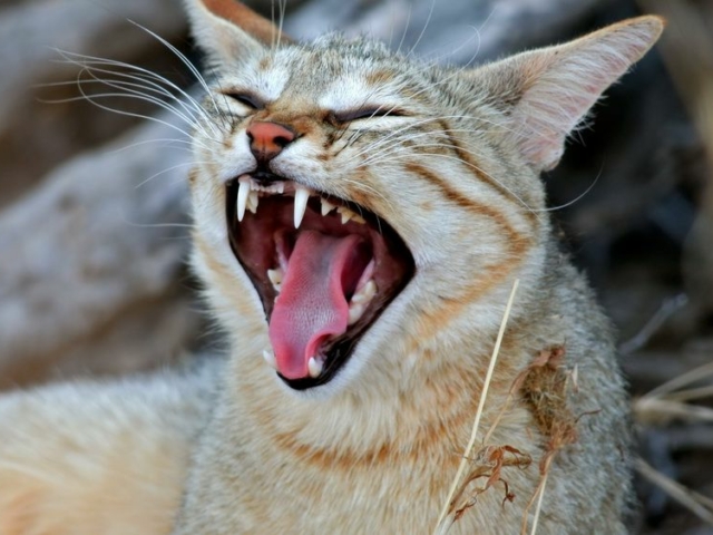 African Wild Cat African Wild Cat