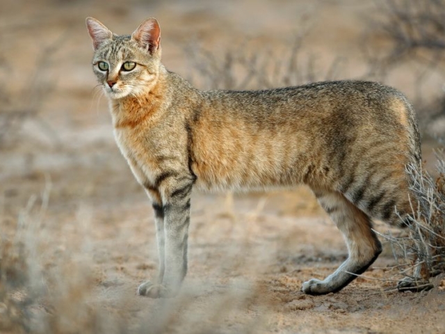 African Wild Cat African Wild Cat