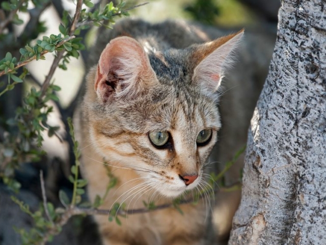 African Wild Cat African Wild Cat