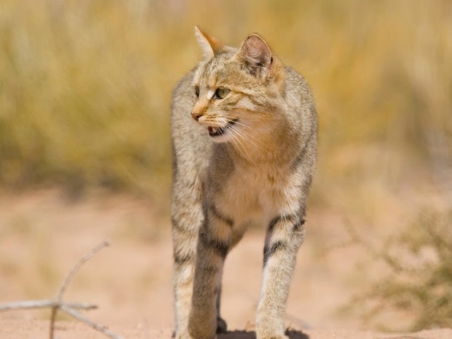 African Wild Cat African Wild Cat