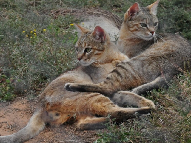 African Wild Cat African Wild Cat