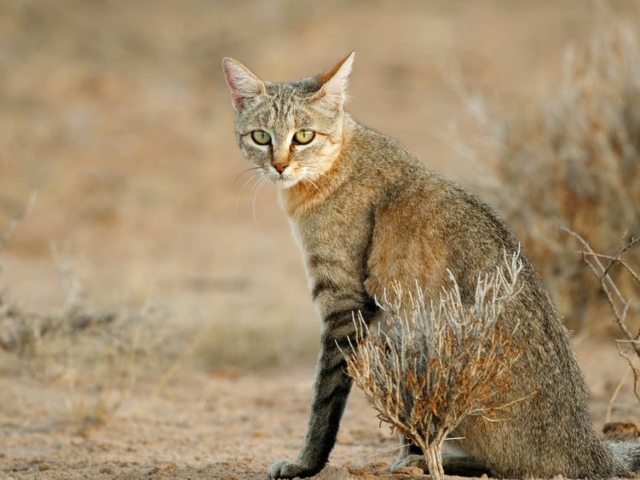 African Wild Cat African Wild Cat