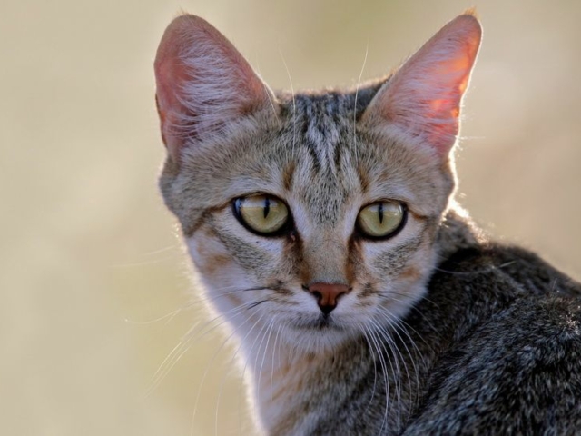 African Wild Cat African Wild Cat