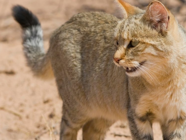 African Wild Cat African Wild Cat