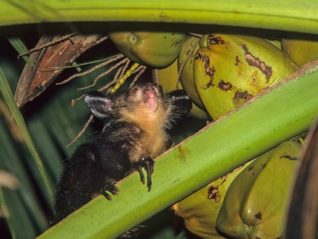 Aye-Aye Aye-Aye