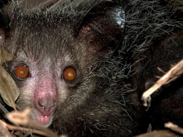 Aye-Aye Aye-Aye
