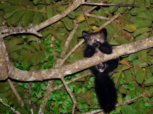 Aye-Aye Aye-Aye