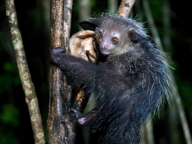 Aye-Aye Aye-Aye
