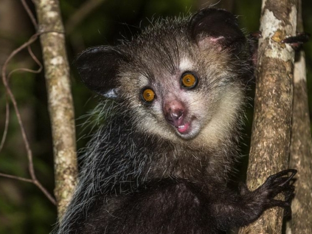 Aye-Aye Aye-Aye