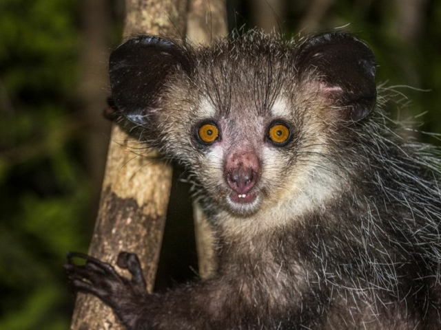 Aye-Aye Aye-Aye