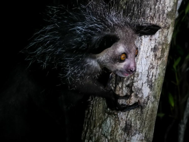 Aye-Aye Aye-Aye