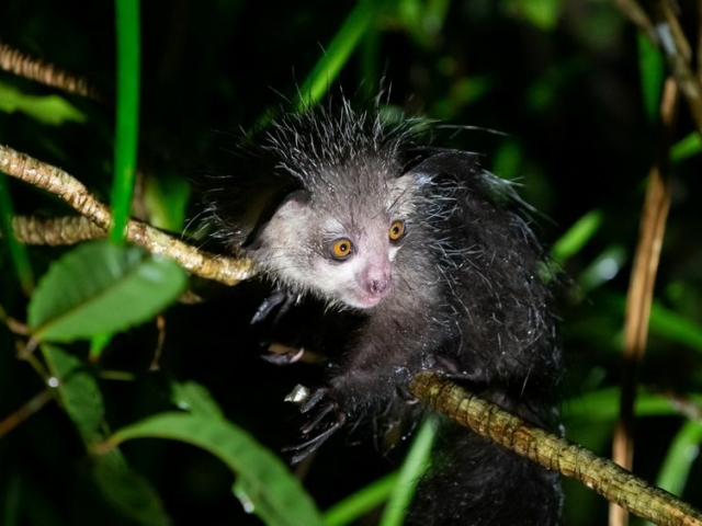 Aye-Aye Aye-Aye