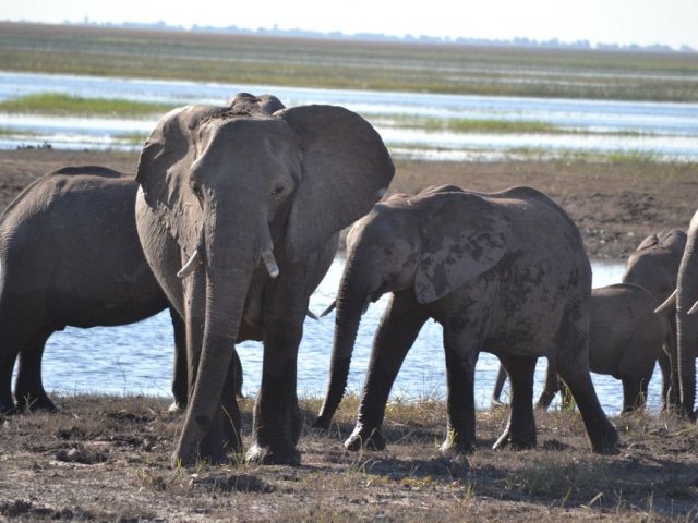 BSUS 12-day Botswana Lodge Safari (Accommodated)