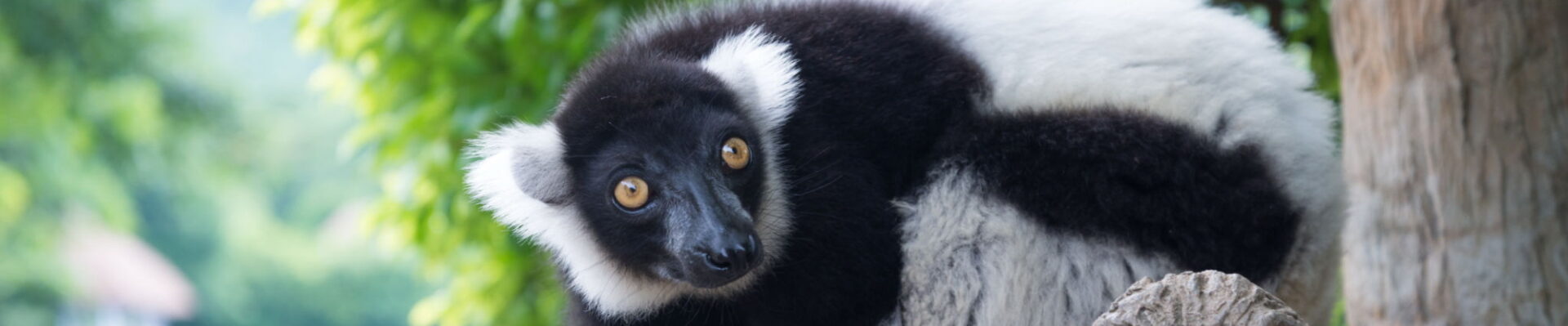 Andasibe-Mantadia National Park, Madagascar