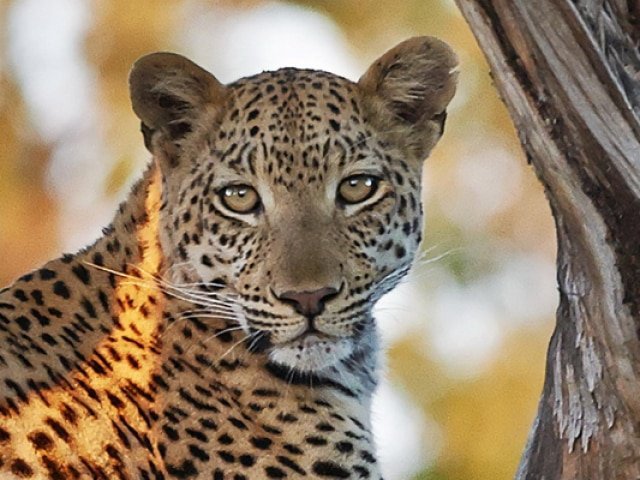 Banner-Destination-Botswana-2020