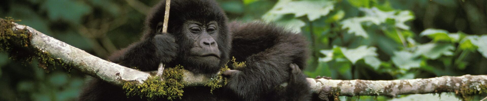 Rwanda Gorilla Trekker