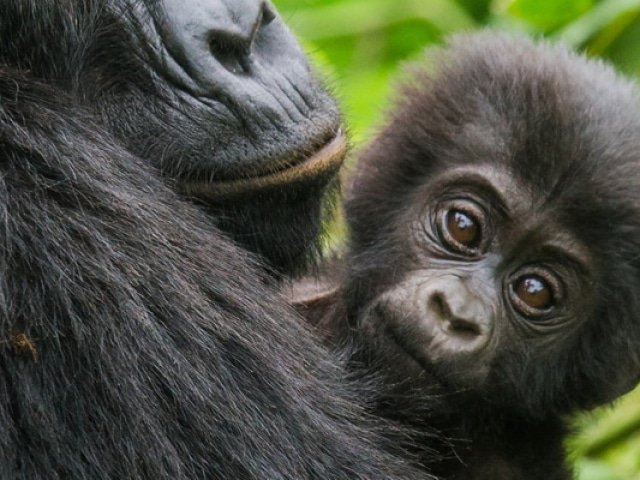 Banner-Destination-Rwanda-2020
