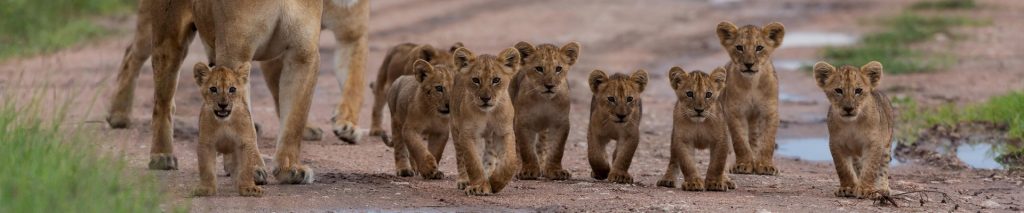 Zimbabwe Safaris and Tours
