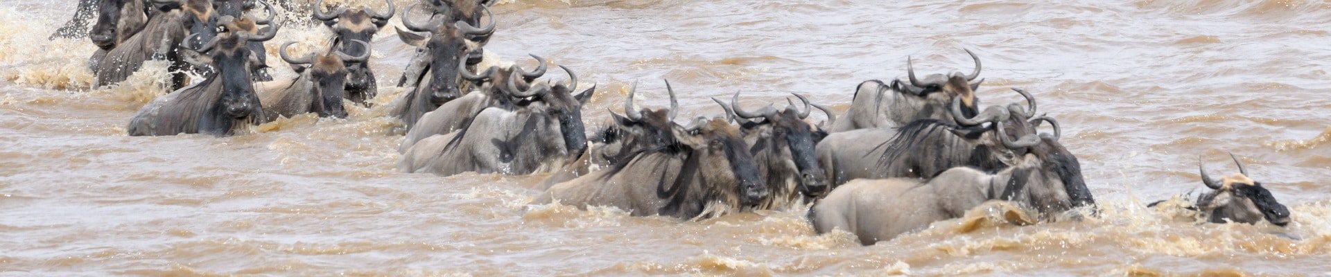 The Great Wildebeest and Zebra Migration