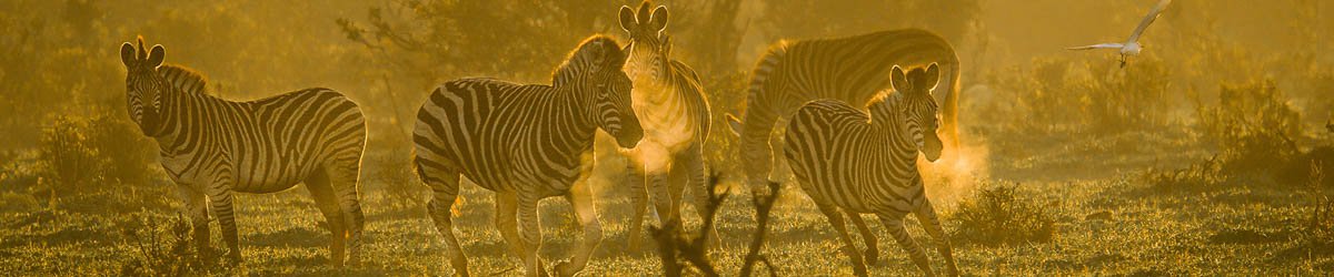 Zebras
