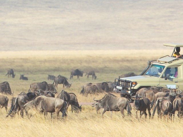 Booking your Safari